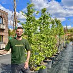 Ambrovník styraxový (Liquidambar styraciflua) - výška 280-300 cm, kont. C70L - VIACKMENNÝ